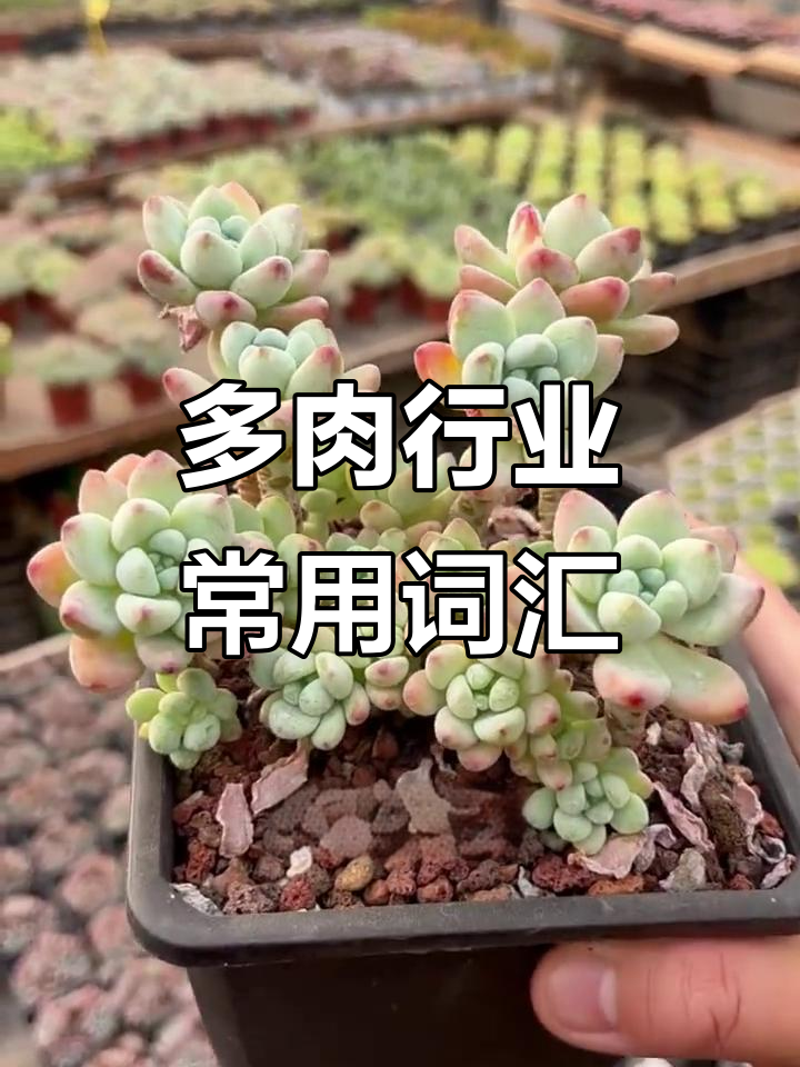 多肉植物常见术语解析:形态、桩杆与养护技巧