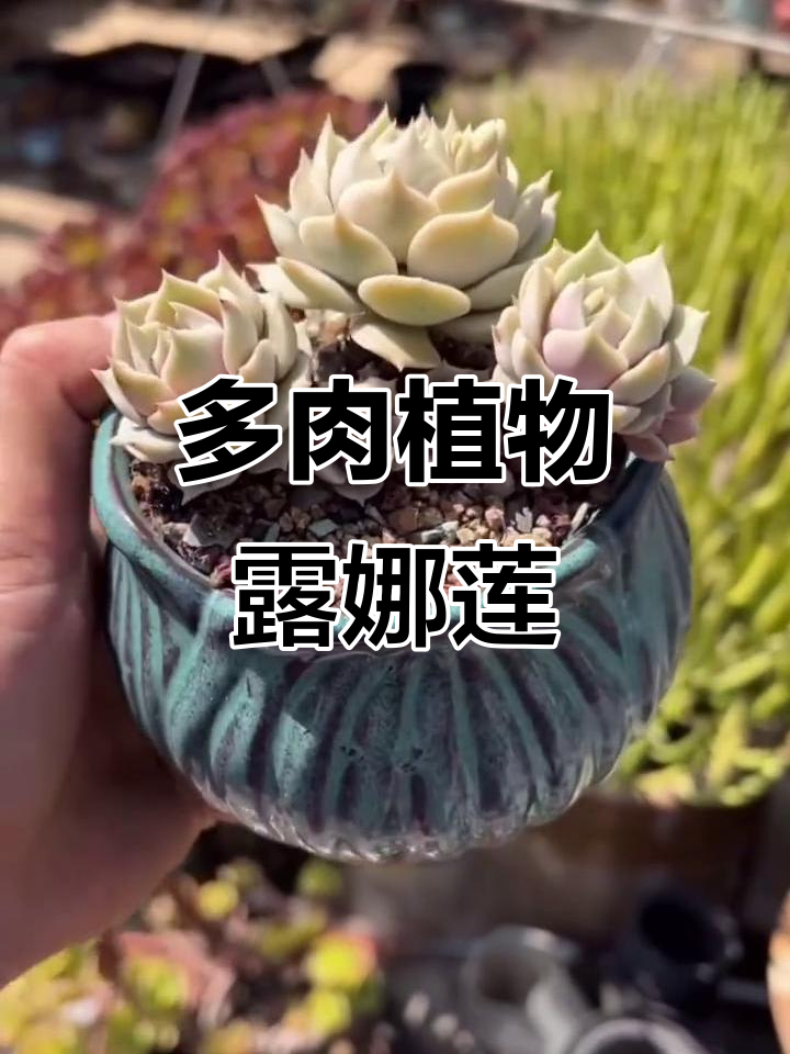 露娜莲:景天科女石莲花属的多肉魅力,秋冬色彩变幻