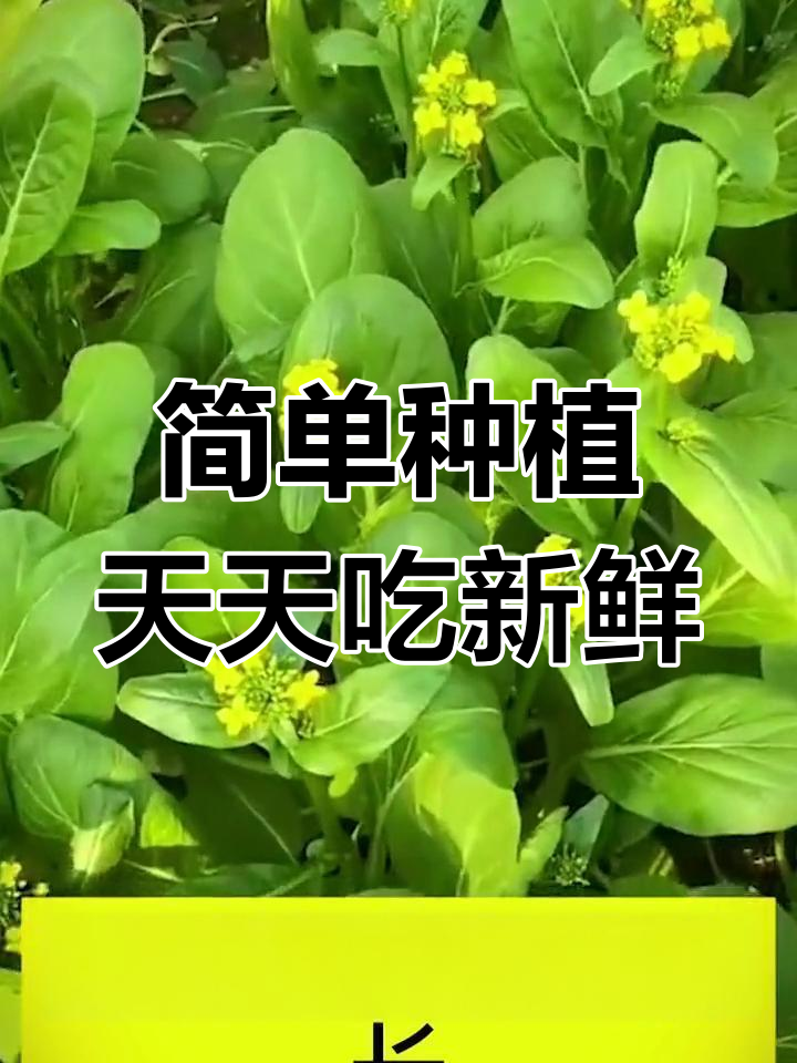 阳台小院必种甜心菜,轻松吃到新鲜蔬菜