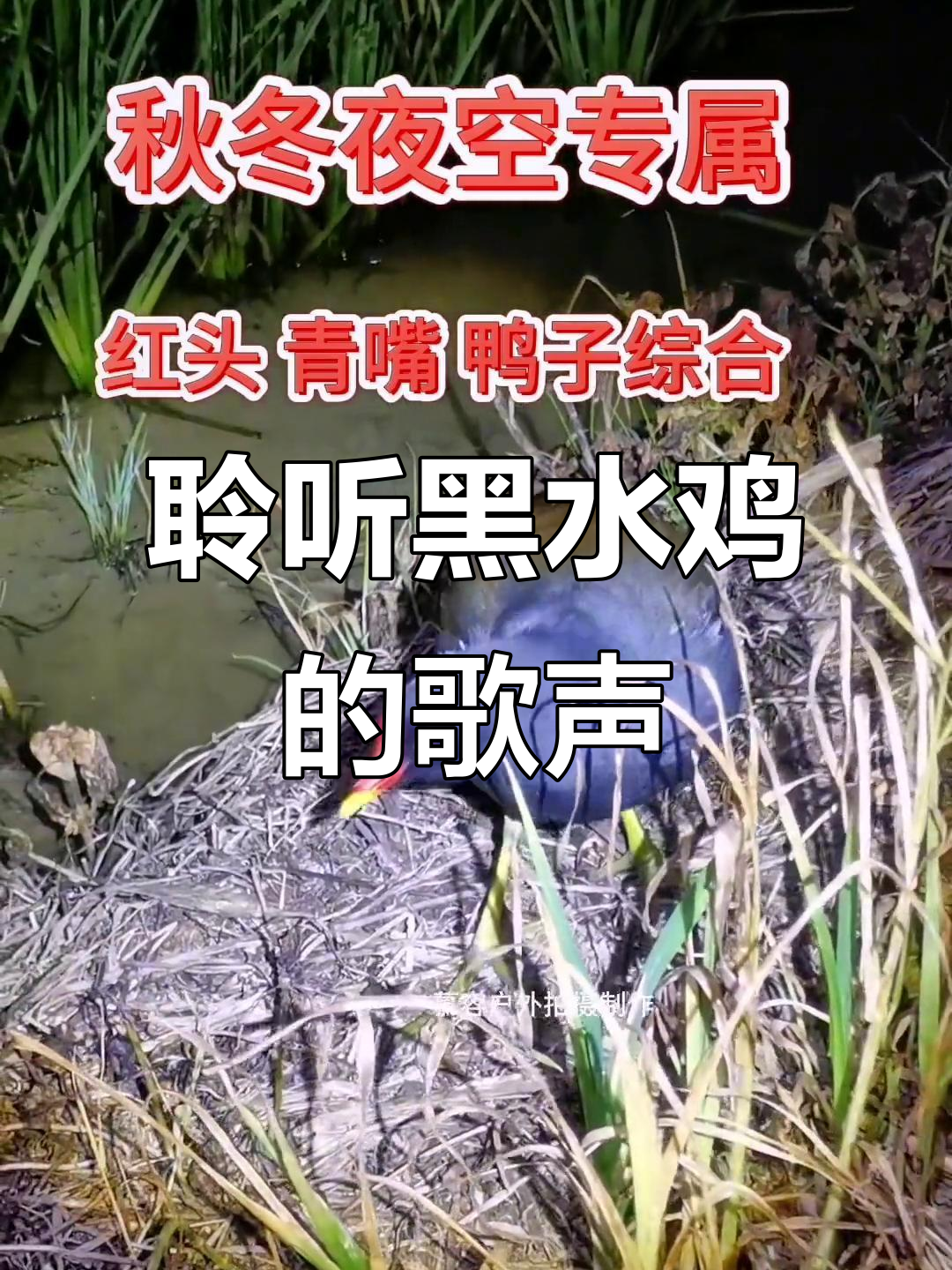 黑水鸡迁徙大军南下,秋冬夜晚听它们的美丽歌声