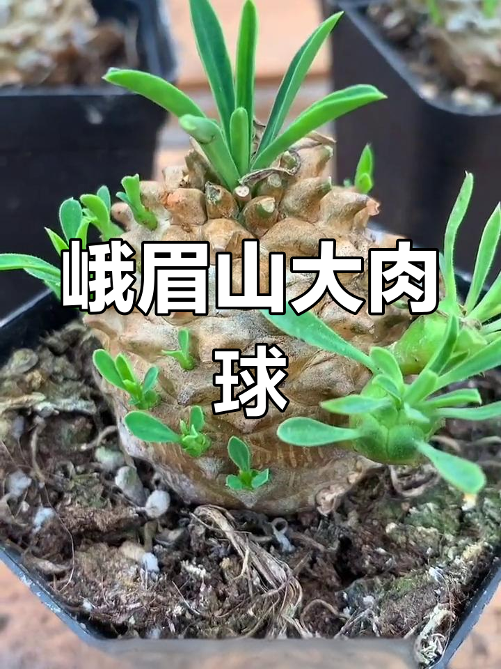 峨眉山多肉植物:块状大球,根系超旺盛