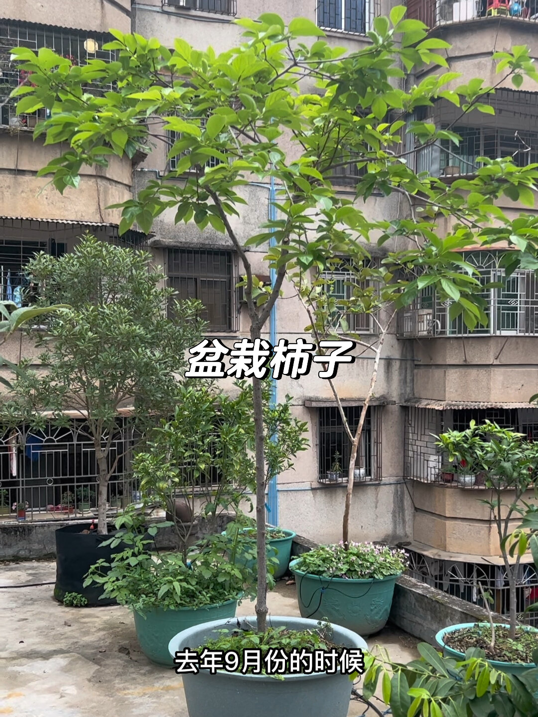盆栽柿子