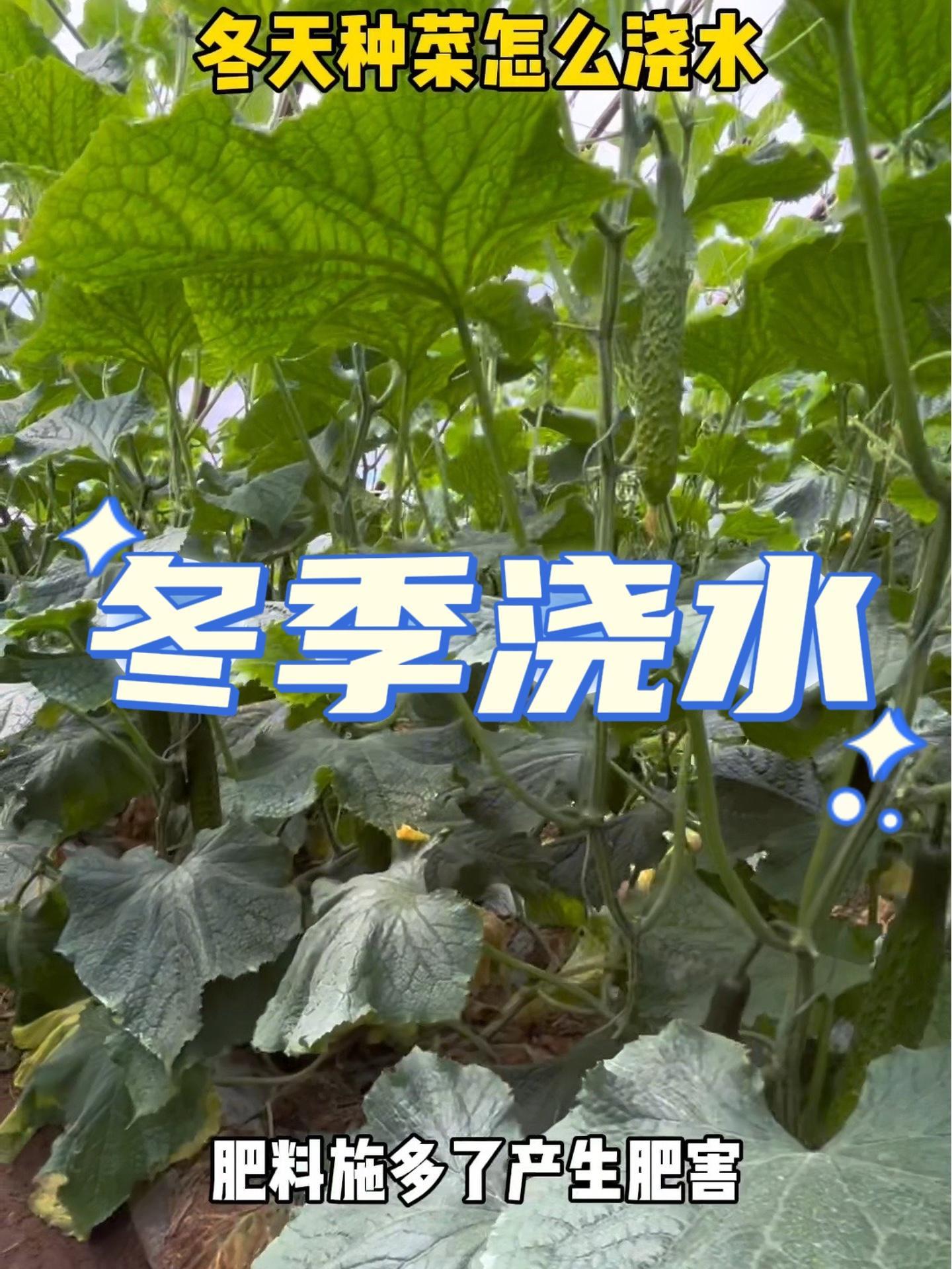 冬季种菜,怎么浇水?病虫害防治 蔬菜种植 黄瓜种植 农技推广 蔬菜种植技术