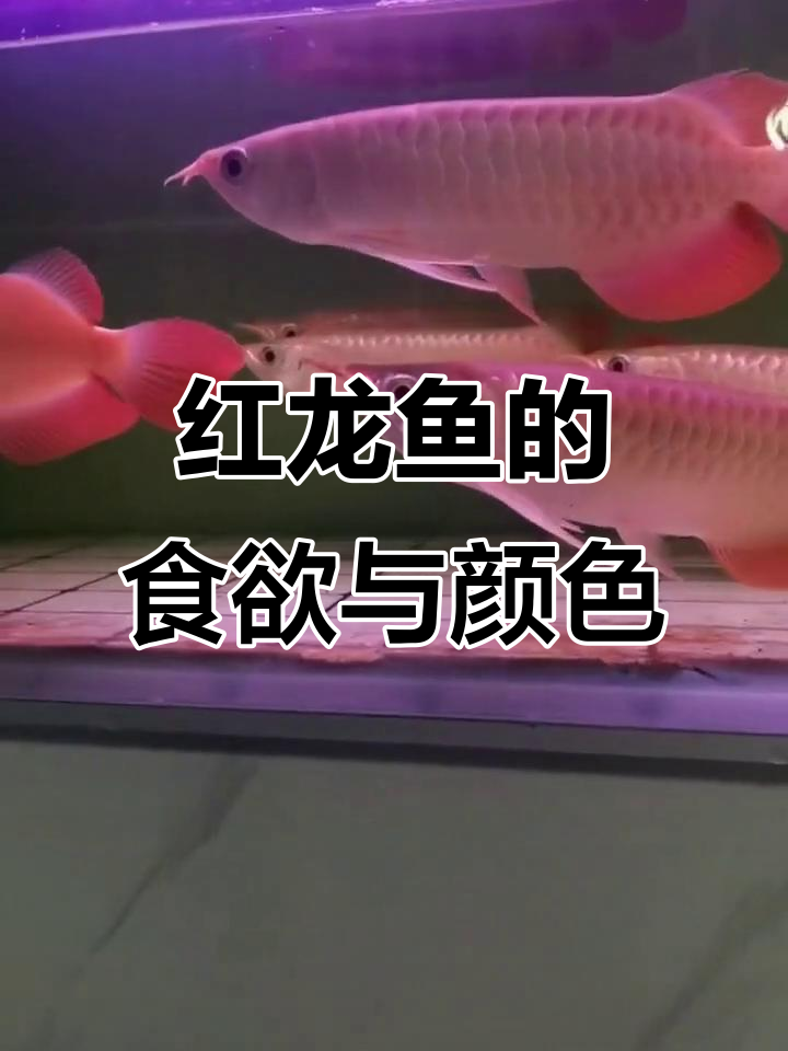 大湖红龙鱼吃食大揭秘，底色干净发亮！
