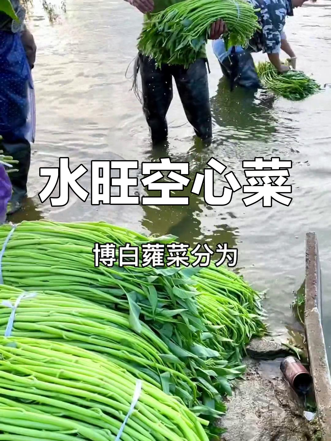 博白空心菜:水旺细叶品种最佳