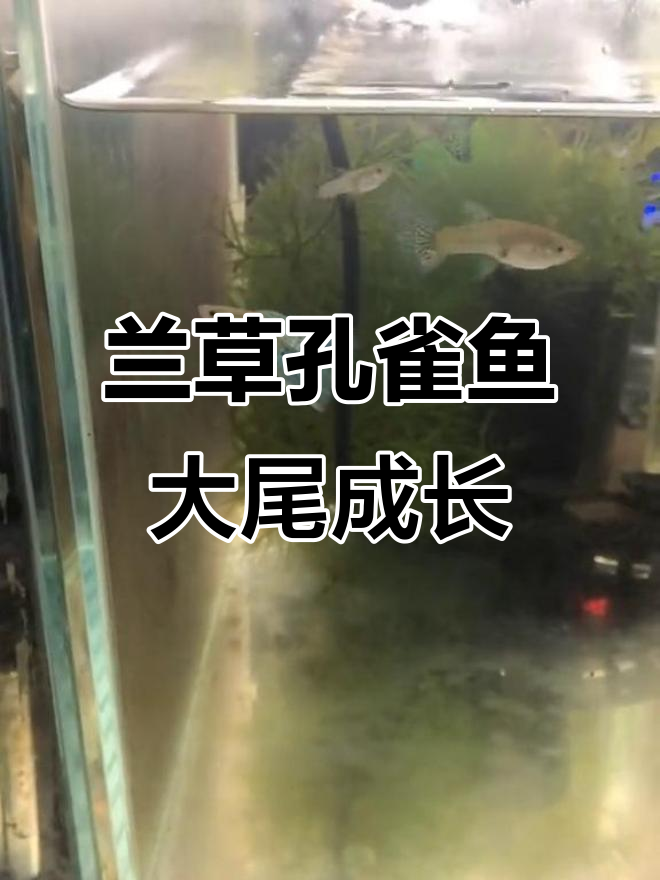 兰草孔雀鱼尾巴越长越大,半年变化惊人