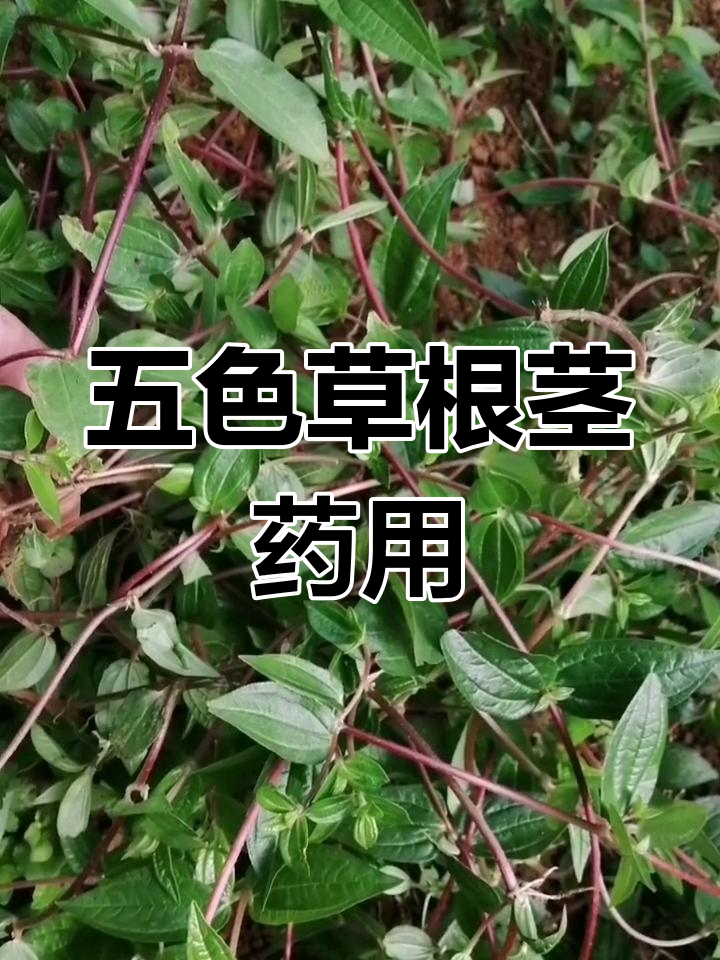 糯米团草的神奇功效