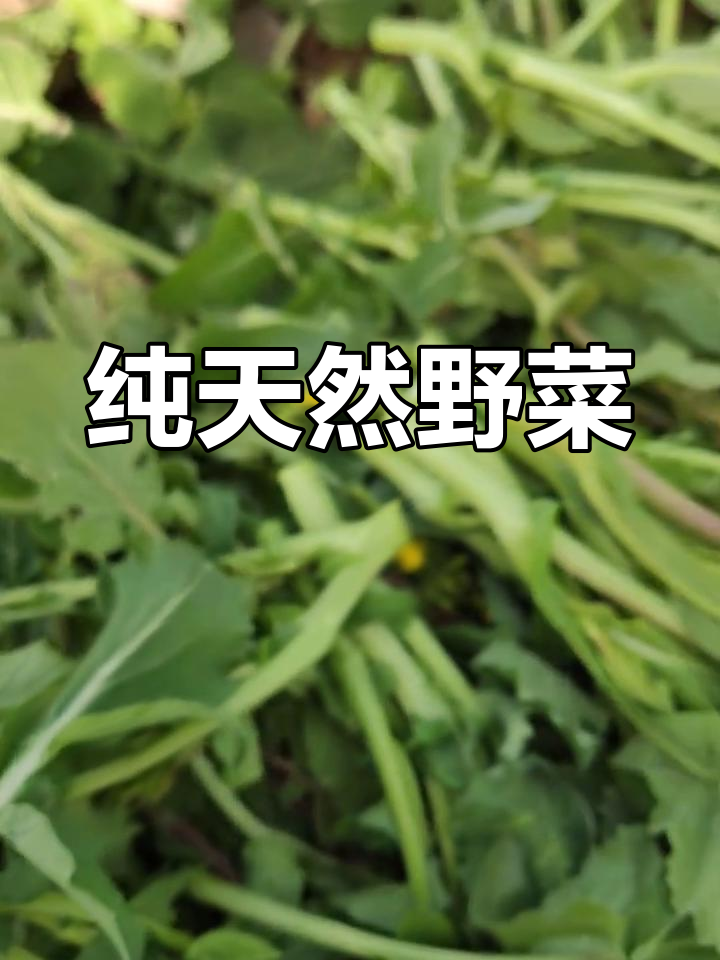 野生油菜,四季采摘