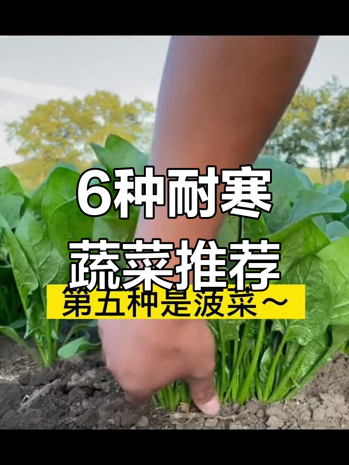 冬季阳台适合种哪些蔬菜?