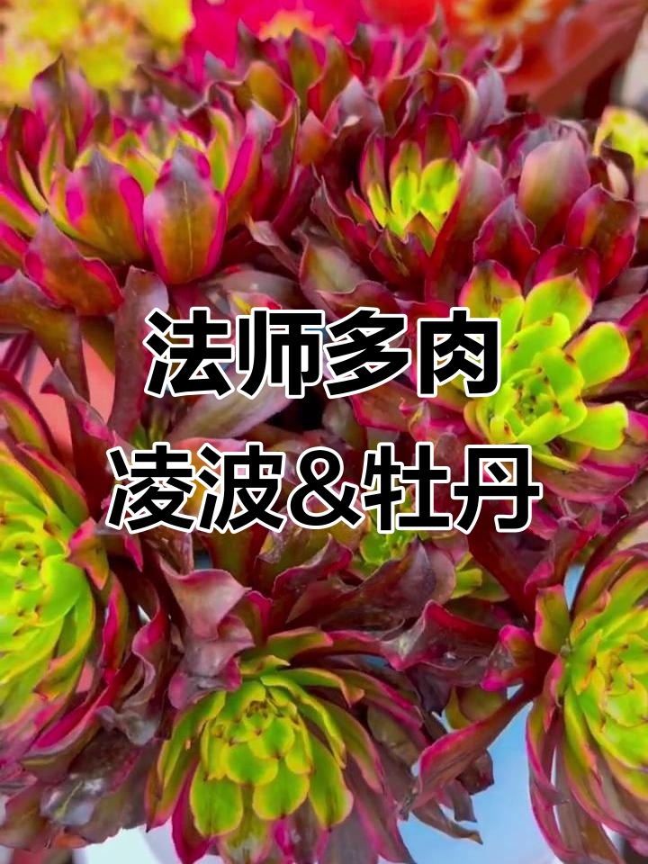 凌波仙子与牡丹仙子的法师多肉传奇