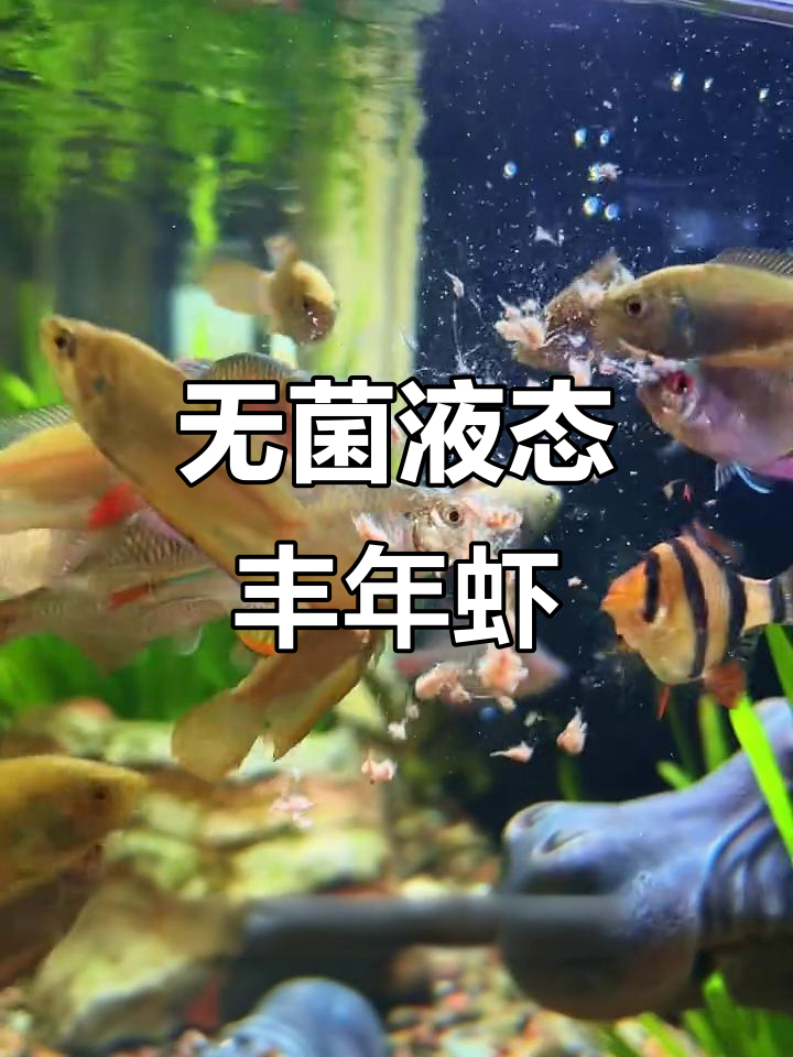 丰年虾无菌液体,省时又方便喂鱼