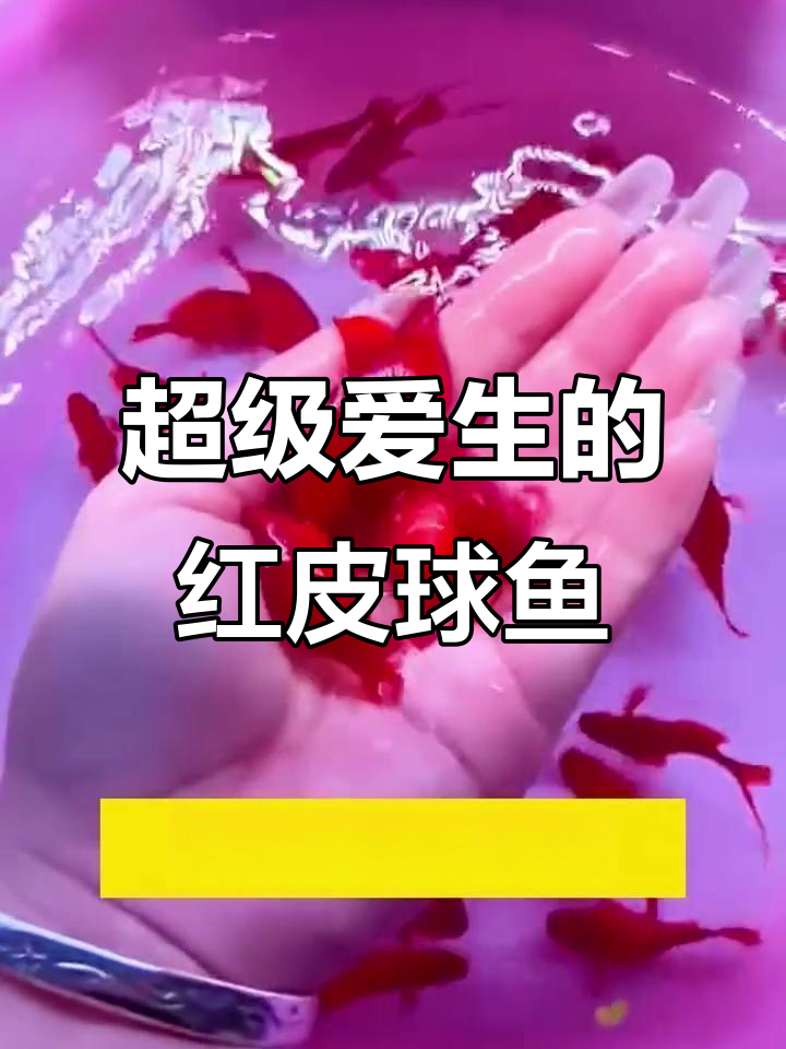 红皮球鱼超能生,一窝几十只,养起来省心又省钱