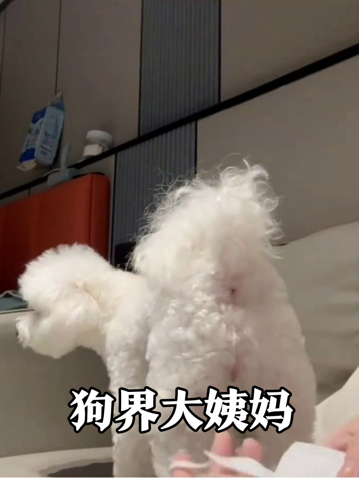 小狗来例假,主人用口罩DIY生理裤,成品笑翻!