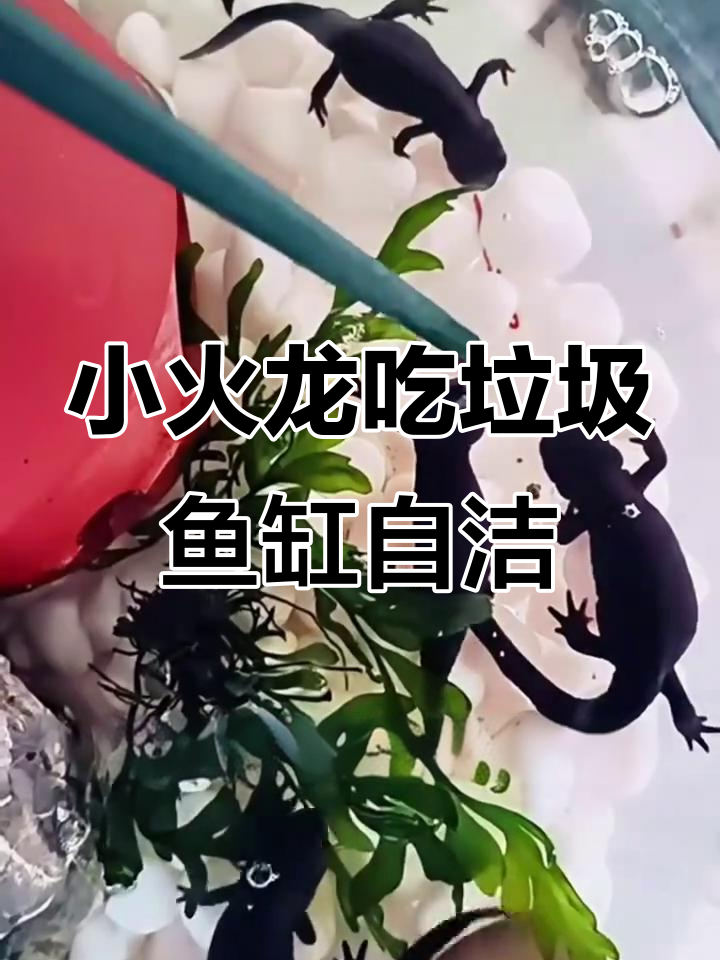 垃圾清理小能手,蝾螈小火龙让鱼缸焕然一新