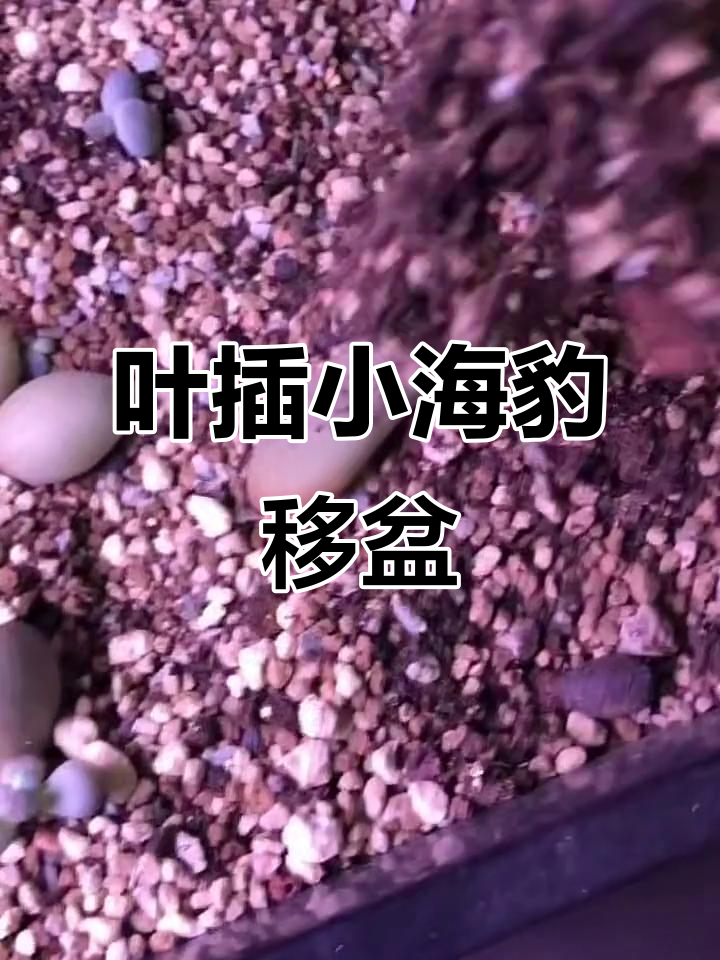 小海豹叶插移盆,轻松搞定多肉养护