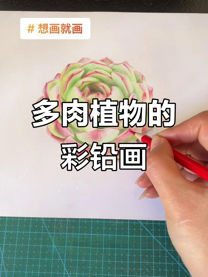 平凡生活里的顶梁柱,多肉植物与彩铅画的美好时光