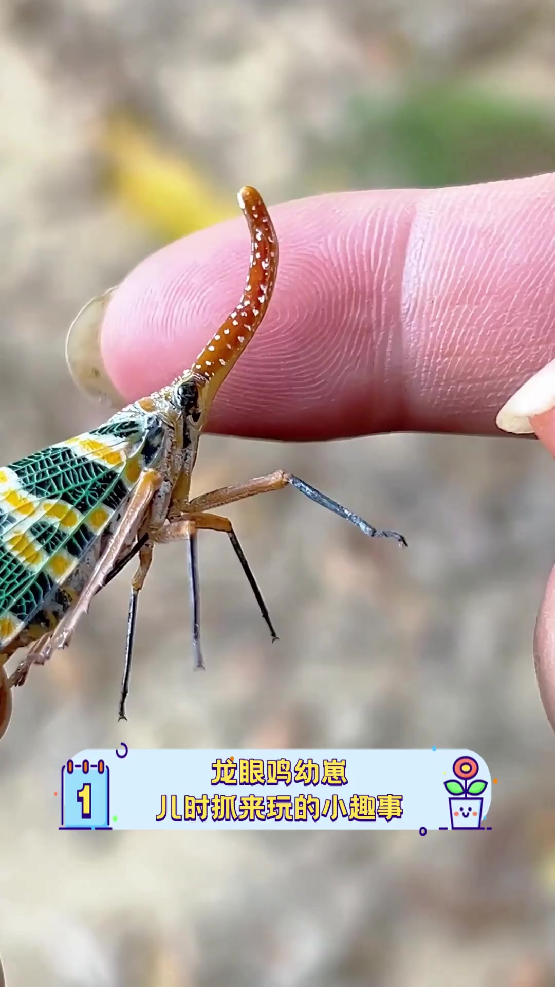 龙眼鸡幼崽,儿时抓来玩的小趣事