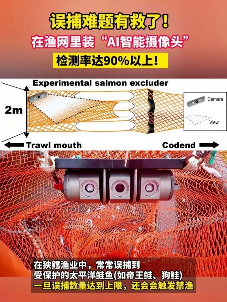 狭鳕渔业中误捕难题有救了!美国科研人员近期测试了一种人工智能技术——深度学习检测模型(YO