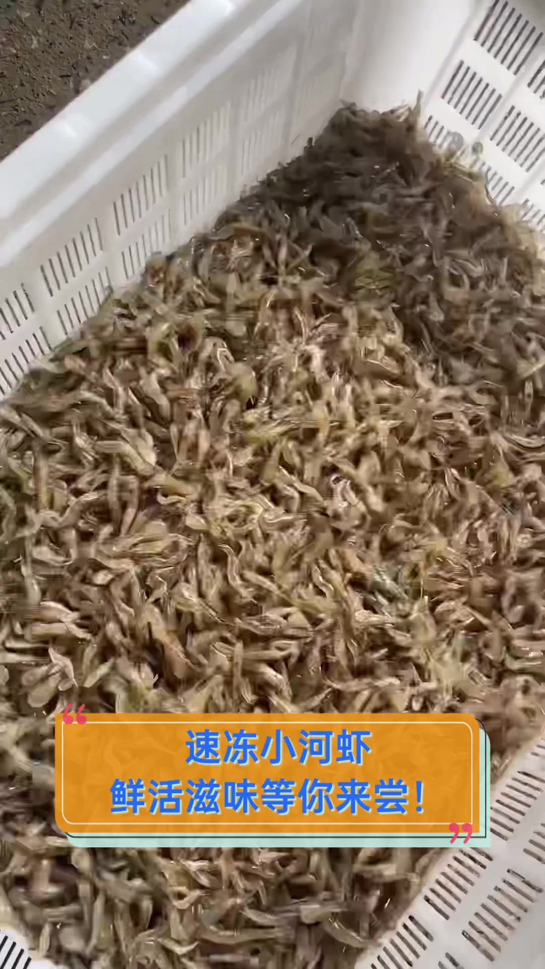速冻小河虾,鲜活滋味等你来尝!