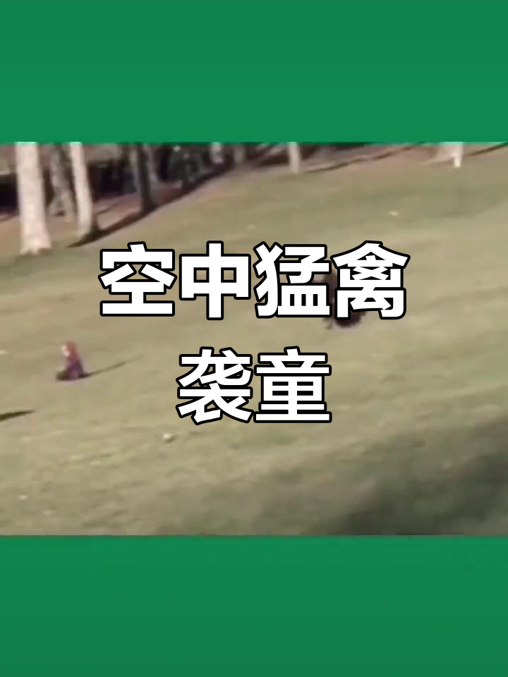 老鹰抓小孩惊险瞬间
