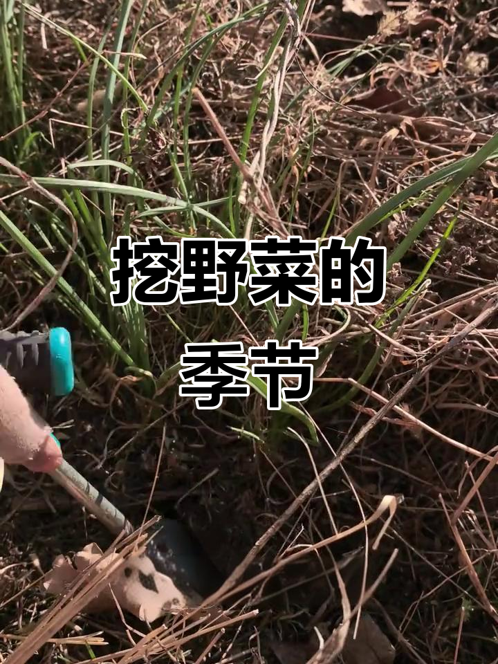 挖野菜的季节,薤白和小根蒜的收获与药用价值