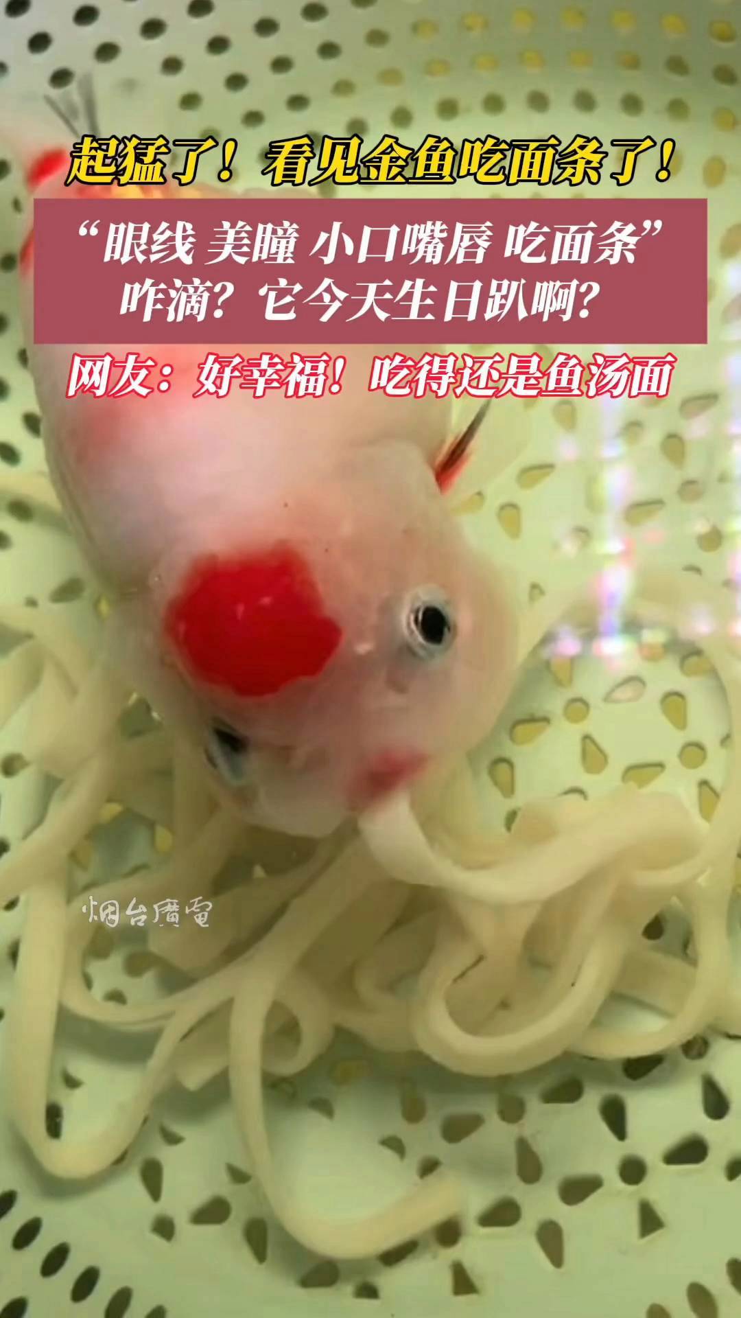 起猛了!第一次看见金鱼吃面条!金鱼 兰寿金鱼
