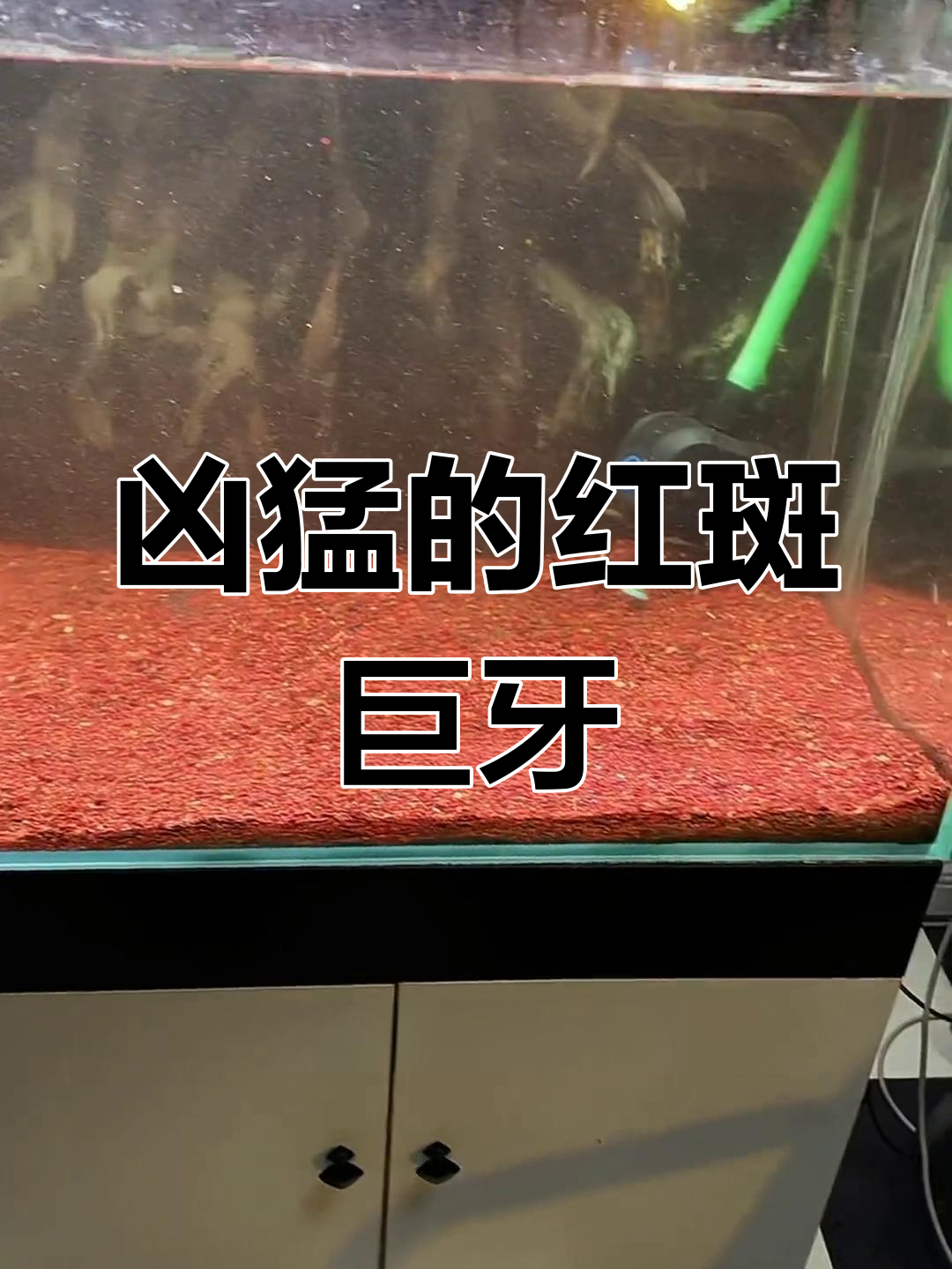 新成员亮相:红斑巨牙鱼