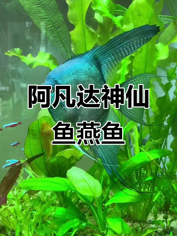 神仙鱼与燕鱼的生态缸,阿凡达般的美丽水世界