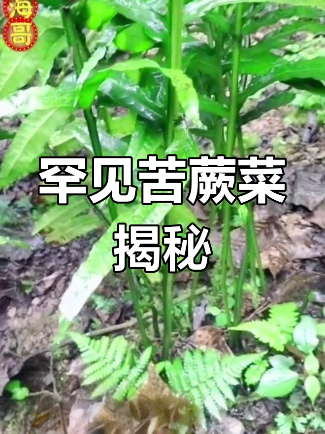 云南深山苦蕨菜:美味与药效并存,春季必吃野味