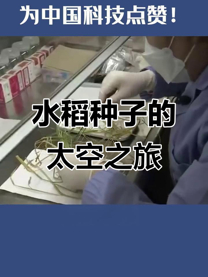 水稻种子在太空中的奇妙变化:重力如何影响植物生长