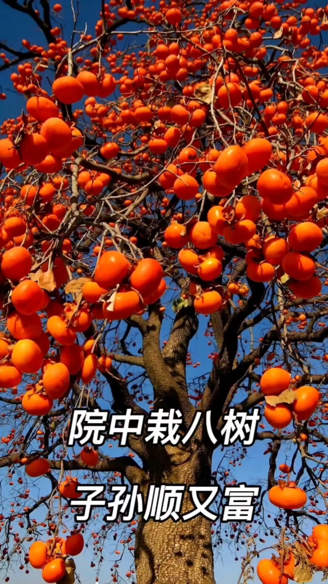 庭院中适合种什么树