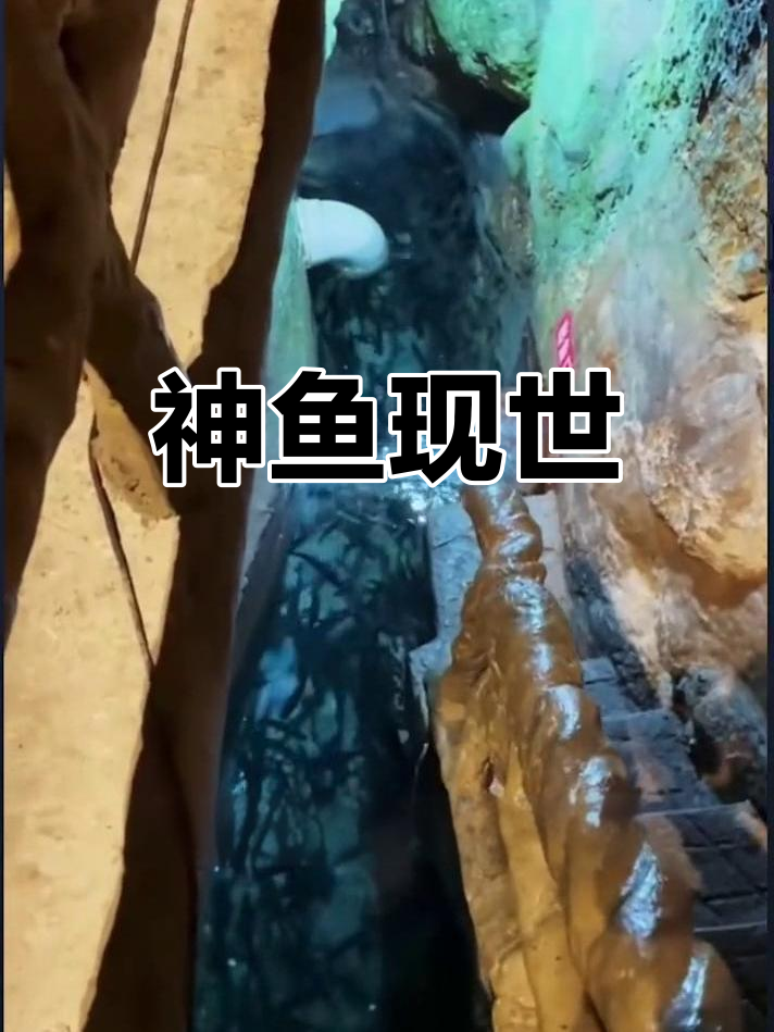重庆老汉托梦挖出神秘鱼泉,央视报道震惊全国