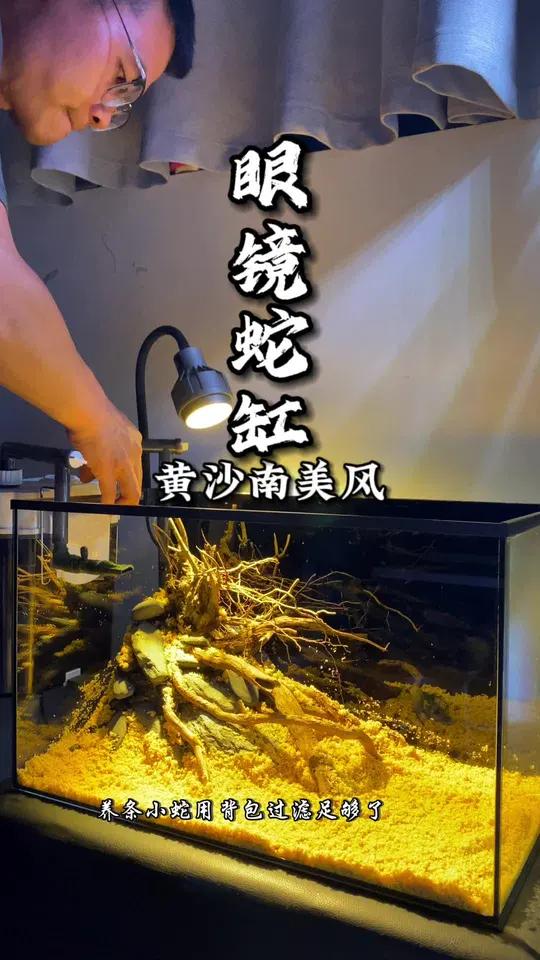 创作灵感 鱼缸尺寸50×27×30,开个小缸养条小蛇 南美缸 沉木造景树桩 鱼缸里的大自然