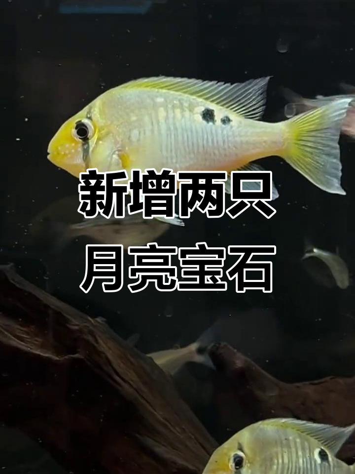 圣塔伦月亮宝石新成员,双倍魅力来袭