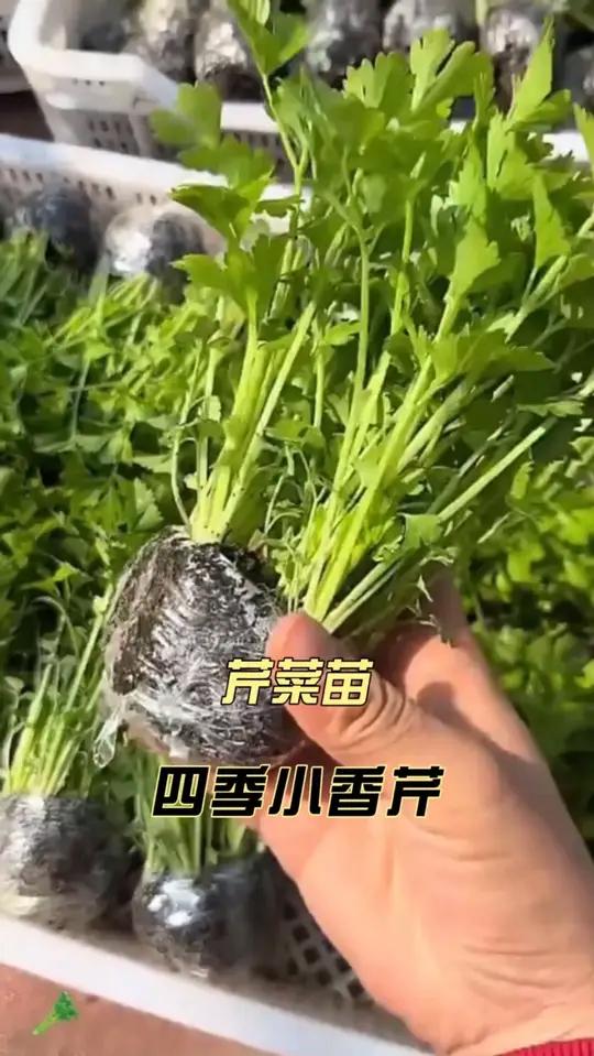 皇后西芹苗 皇后大西芹四季小香芹 阳台花盆小院均可种植 芹菜苗种植
