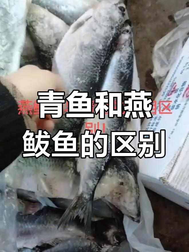 青鱼与燕鲅鱼的外观差异解析