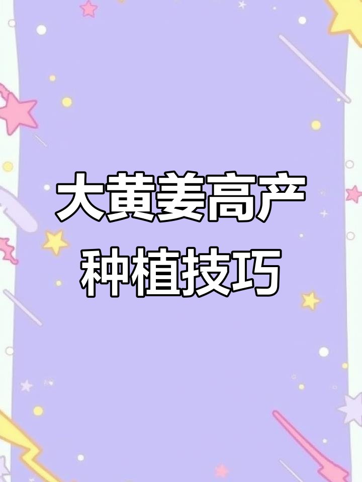 山东大黄姜在云南普洱高效种植，除草、盖膜一步到位