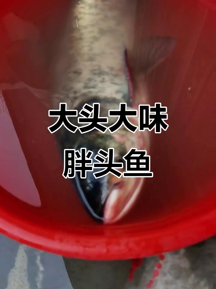 鳙鱼:大头鲜美,营养丰富,懒鱼的秘密