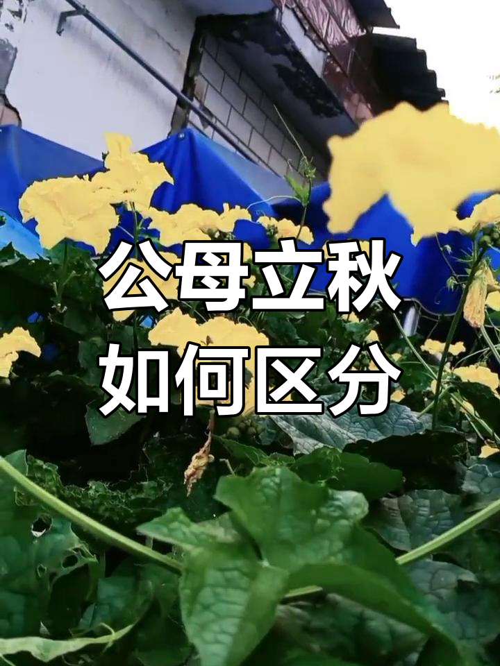 立秋公母怎么分?掌握这三点,告别“秋老虎”困扰