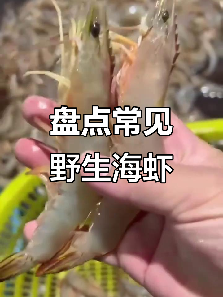 野生海虾大揭秘:这些美味你尝过吗?