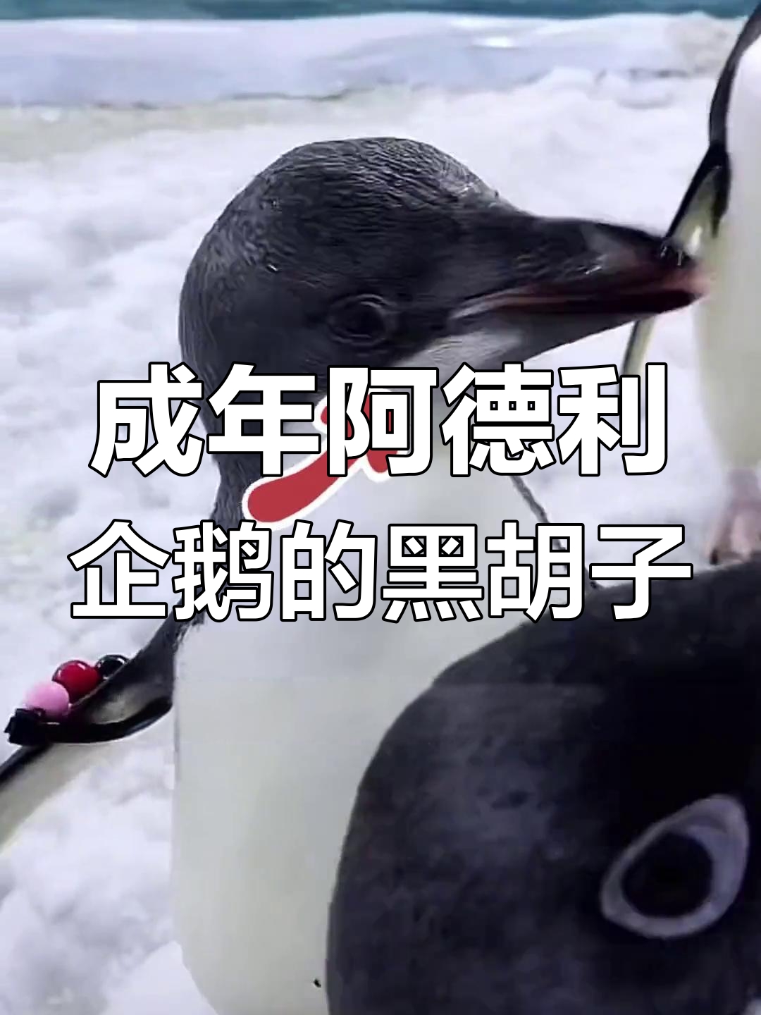 阿德利企鹅的黑色下巴之谜