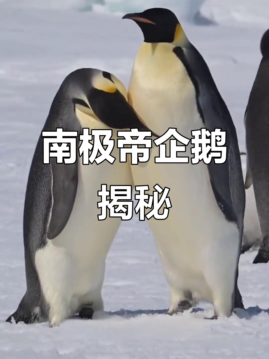 帝企鹅:西装暴徒般的南极“大哥”