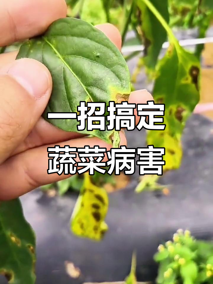蔬菜病害全攻略，高温高湿季节必备防治技巧