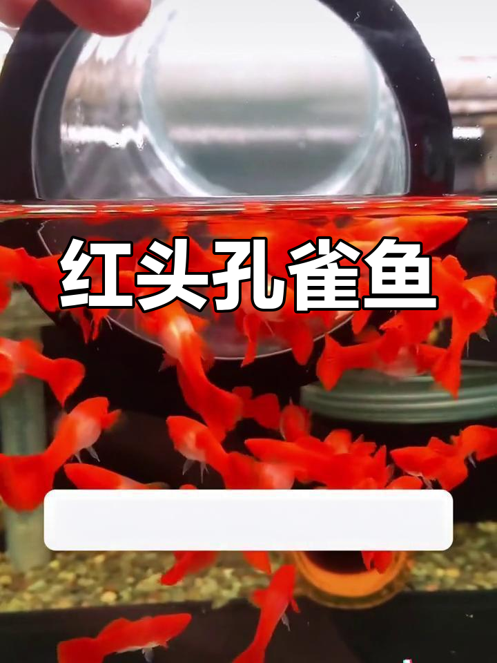 红头孔雀鱼:鸿运当头的象征,超强繁殖力