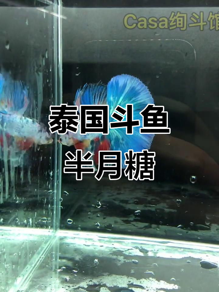 泰国斗鱼白糖半月,美丽热带观赏鱼的魅力