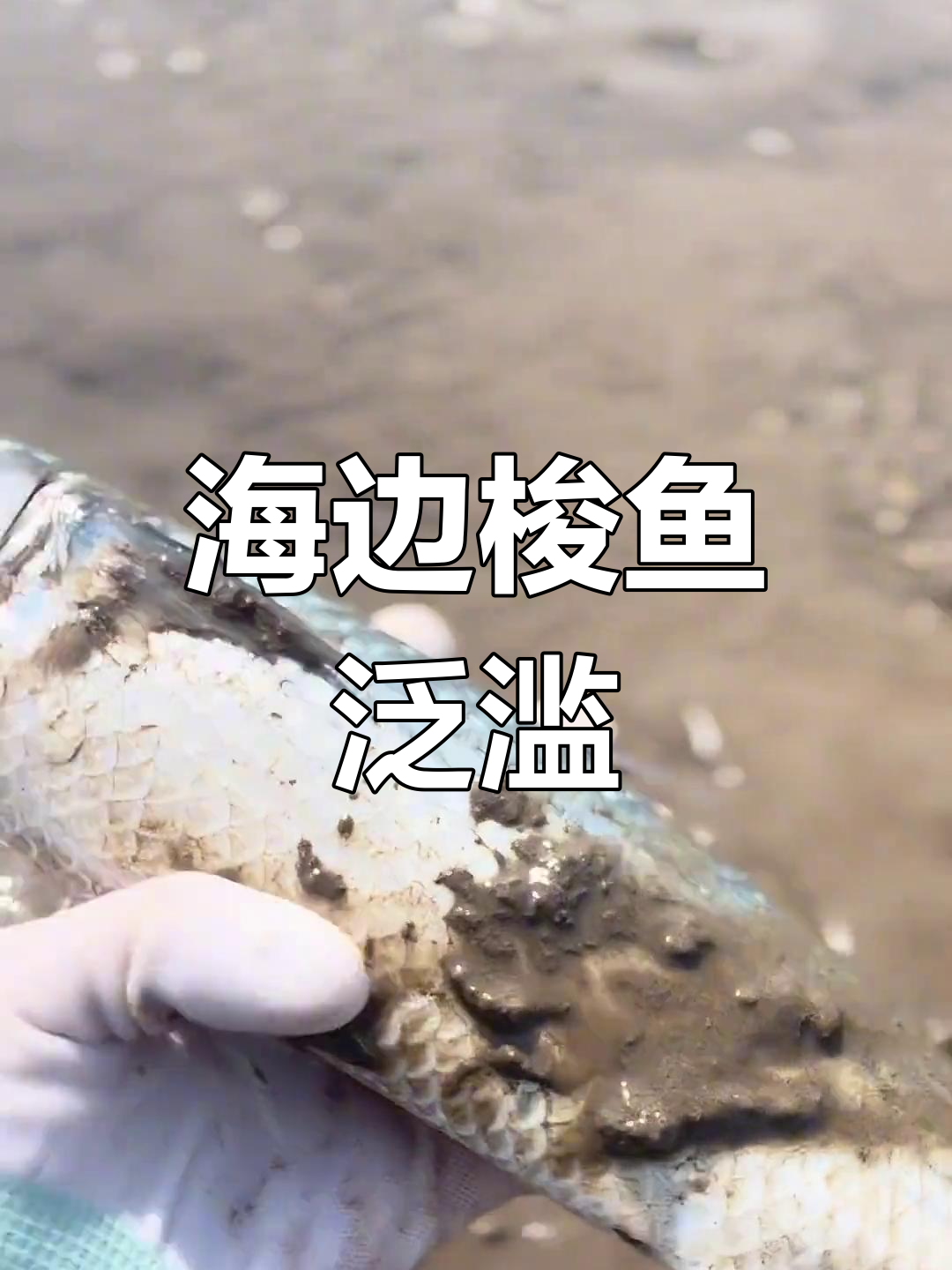 青岛海边梭鱼成灾,捡都捡不完!