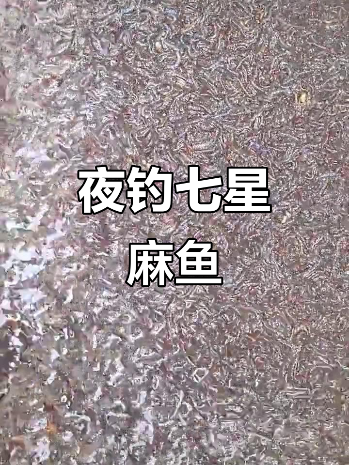 禁鱼期结束,夜钓挑战七星麻鱼,今晚收获如何?