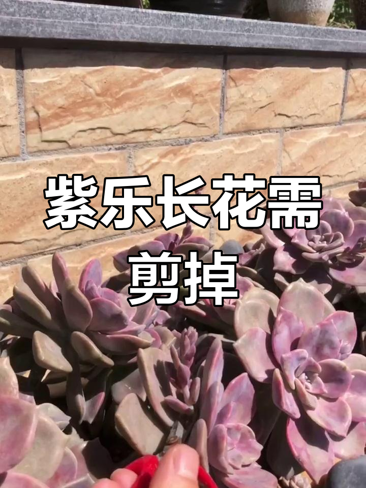 紫乐多肉开花前必须修剪,技巧全揭秘