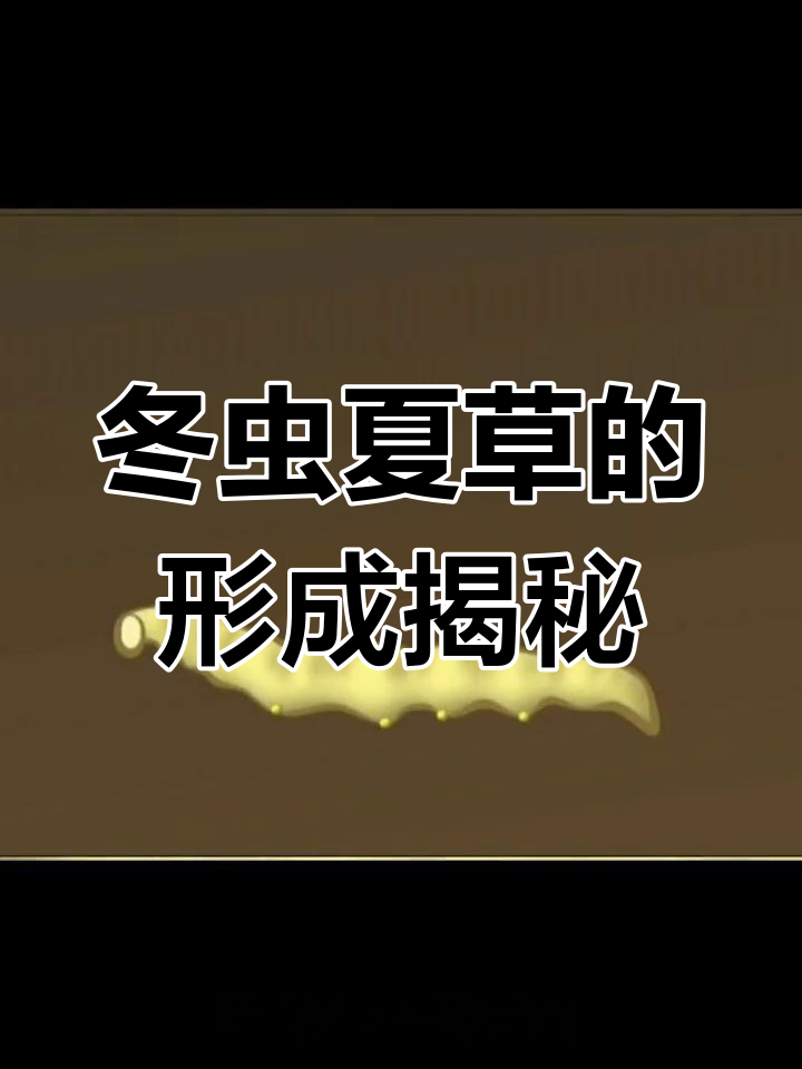 冬虫夏草的奇特生长过程:从蝙蝠蛾到真菌感染