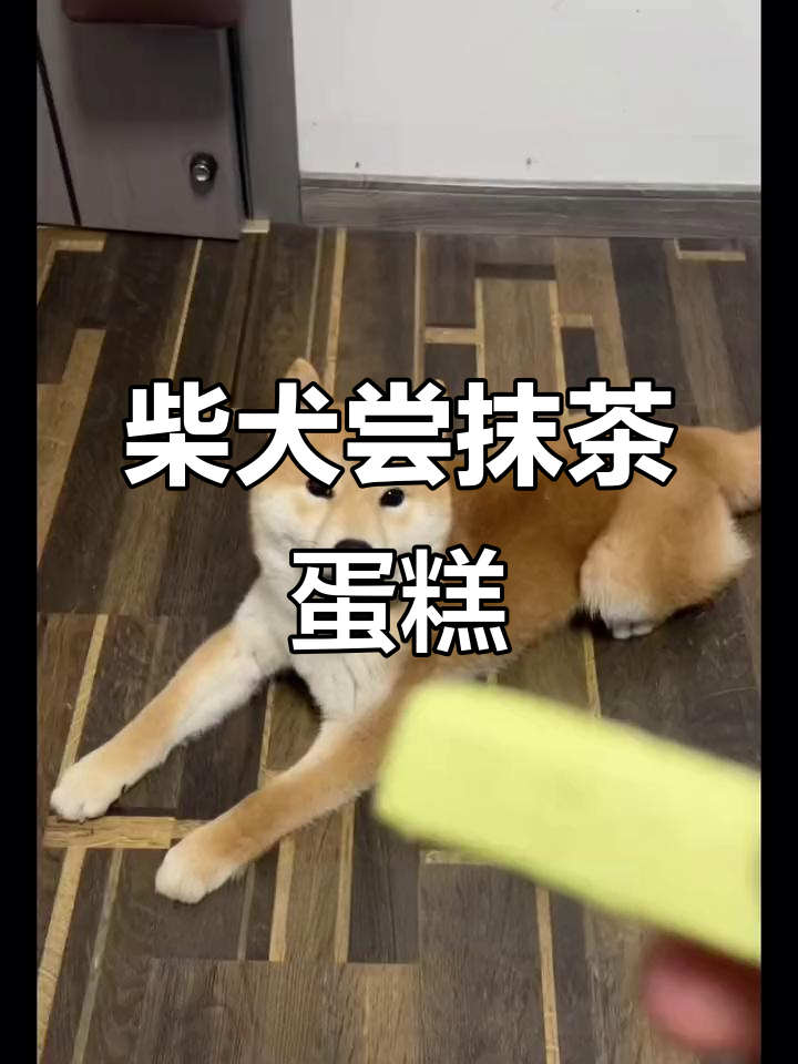 柴犬试吃抹茶蛋糕,苦味十足让人忍俊不禁